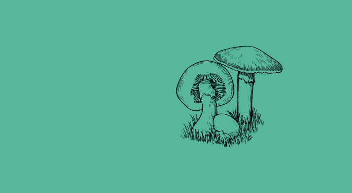 Mighty Micro Shroomz - Cover Image G